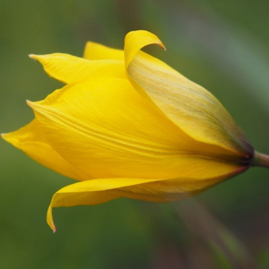 Tulipa sylvestris – bostulp – 10 stuks