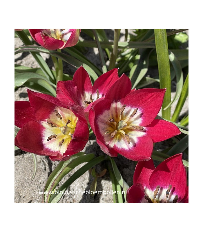 Tulipa 'Tiny Timo' 25 stuks