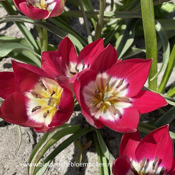 Tulipa ‘Tiny Timo’