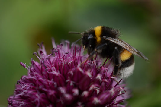 Plant mee voor de bij