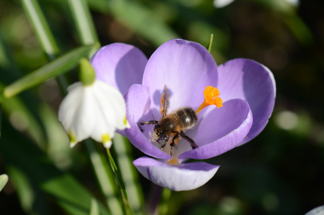 Waarom kiezen voor biologische bloembollen? – Goed voor hommels, solitaire- en honingbijen.