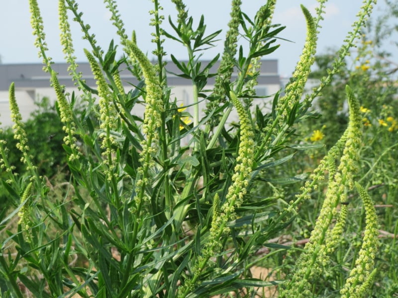 Wouw (Reseda luteola): Onmisbaar in jouw bijvriendelijke tuin!