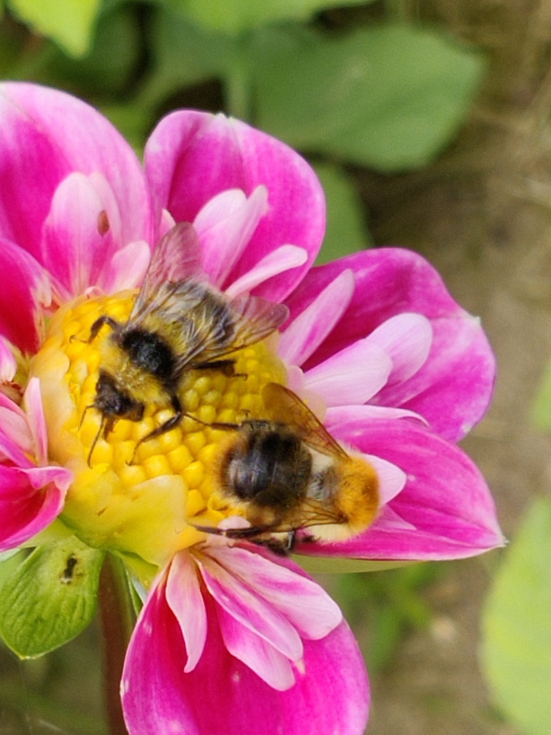 Welke bloemen willen bijen? Honingbijen en hommels hebben een andere smaak