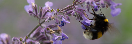 Ecologisch Bloemenmengsel – Natuurlijke Voedselbron voor Bestuivers!