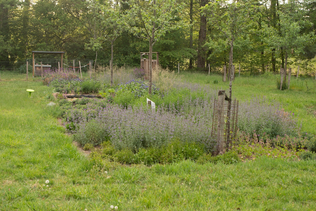 Inheemse en cultuurplanten: een sterke combinatie voor bijen