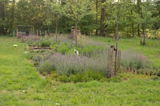 Inheemse en cultuurplanten: een sterke combinatie voor bijen