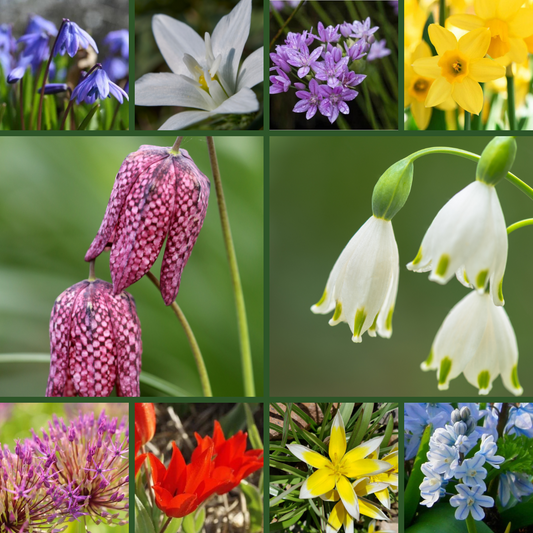 Praktische Tips voor het Kopen en Planten van Bloembollen