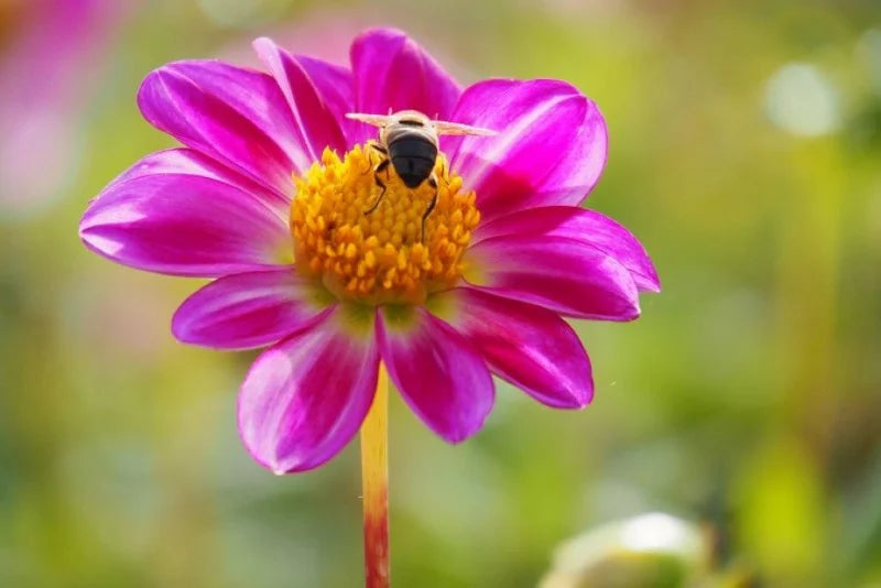 Roze bloem (dahlia) met bij