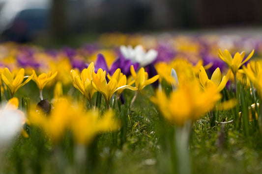 Crocus mix kleuren 10 stuks