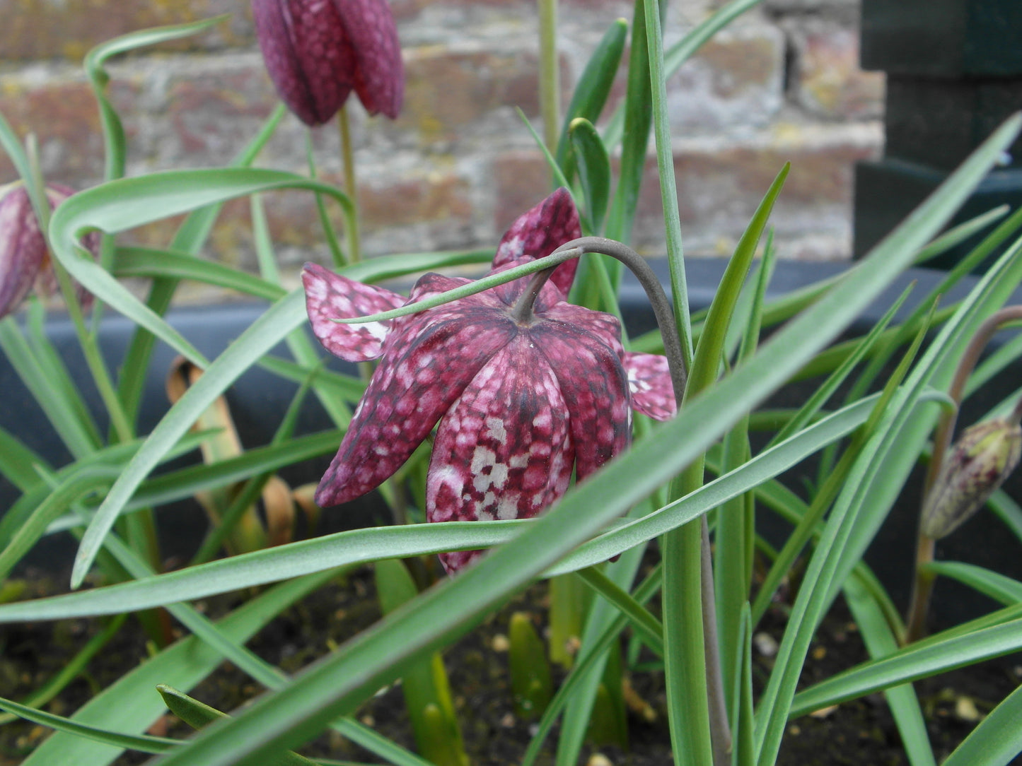 Fritillaria meleagris 10 stuks