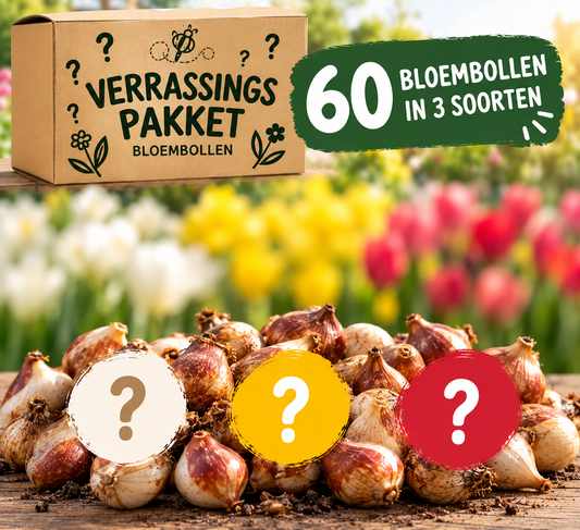 Verrassingspakket 60 bloembollen