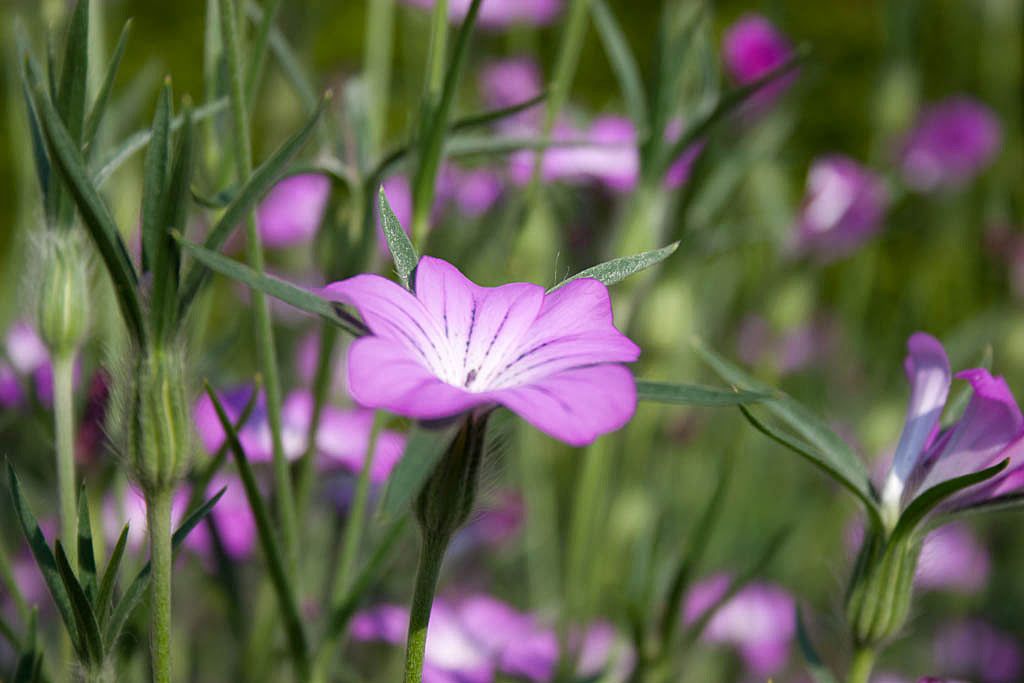 Droogtebestendig Inheems Zadenmengsel 50 gram