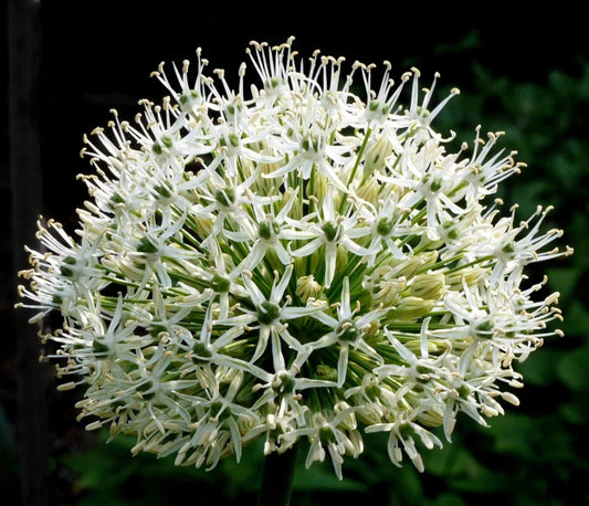 Allium Mount Everest, witte sierui 5 stuks