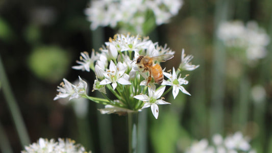 Allium neapolitanum, witte  sierui 10 stuks