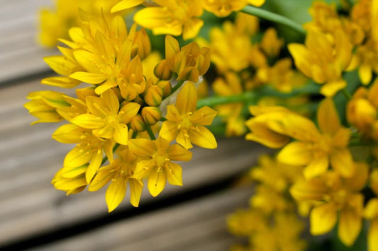 Allium moly Jeannine, gele sierui 25 stuks