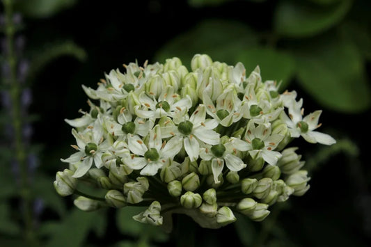 Allium nigrum sierui 25 stuks