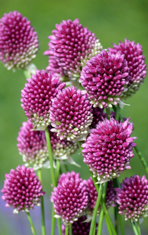 Allium sphaerocephalon, paarse sierui 10 stuks