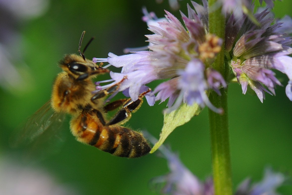 Bijvriendelijke Zomerborder – 9 Vaste Planten