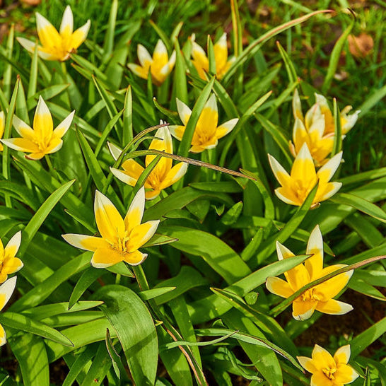 Tulipa Tarda