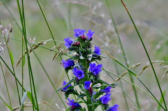 Bloemzaden, biologisch, Blauwe metselbij