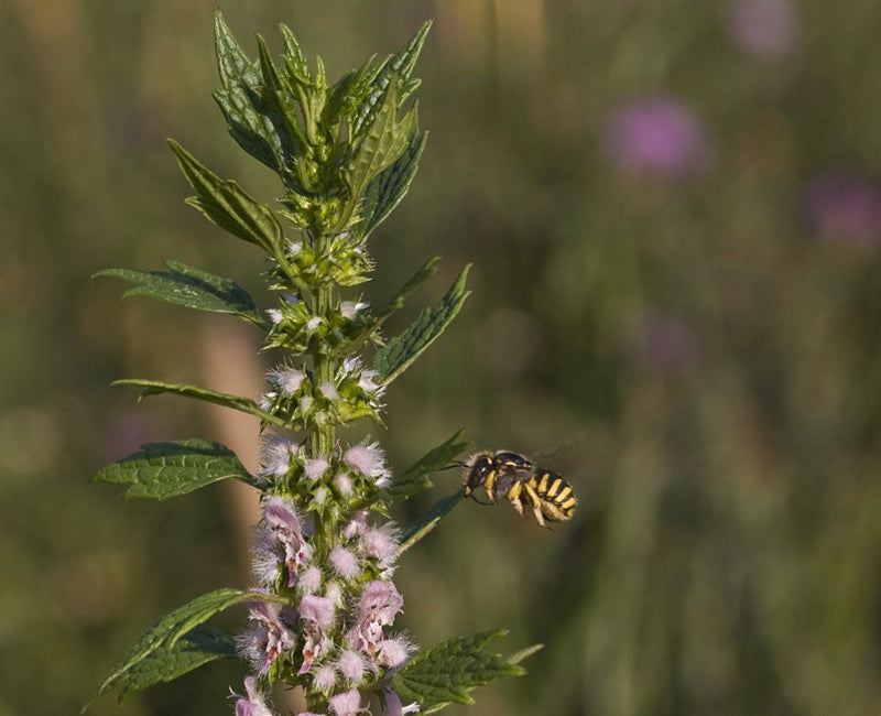 Bloemzaden, biologisch, Blauwe metselbij