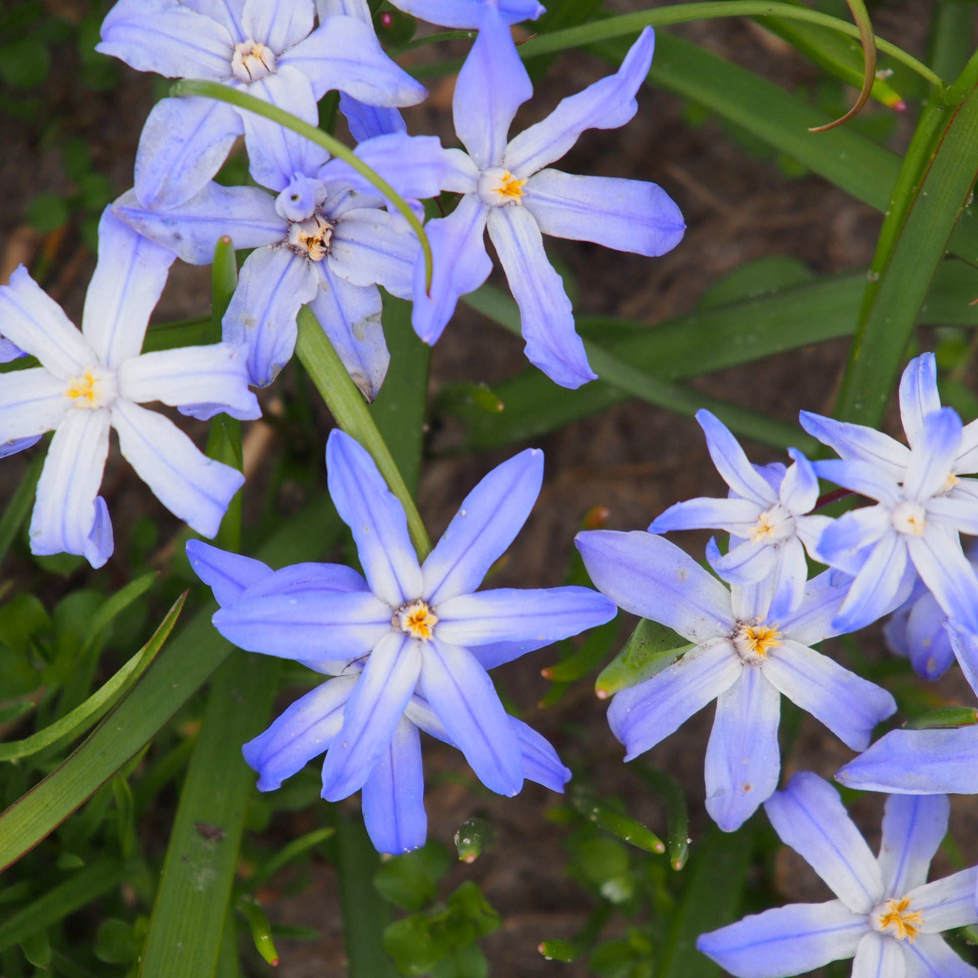 Chionodoxa luciliae