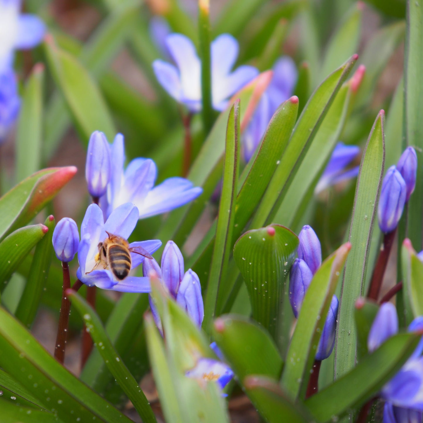 Chionodoxa luciliae ‘Klein Sneeuwroem’