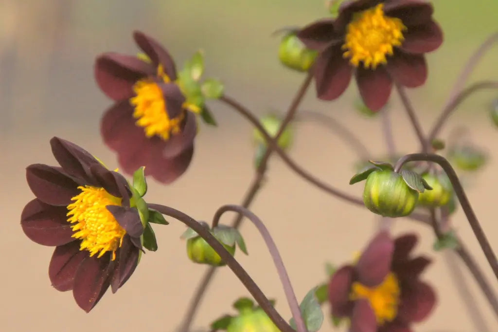 Dahlia  'Mexican Star' 3 stuks