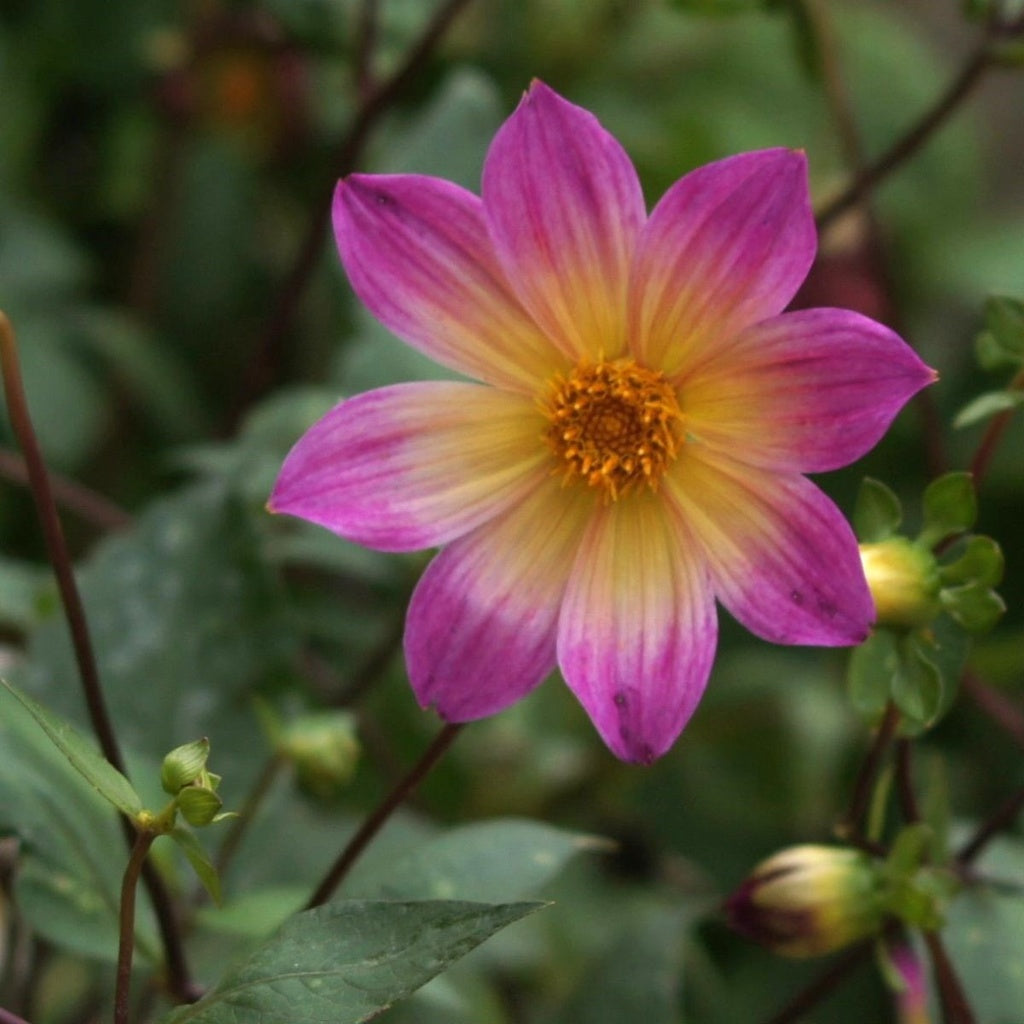 Dahlia  'Bright Eyes' 3 stuks