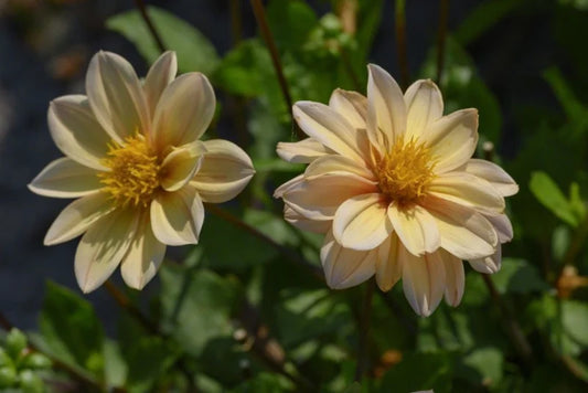 Dahlia Impression Topmix 'Apricot' 3 stuks