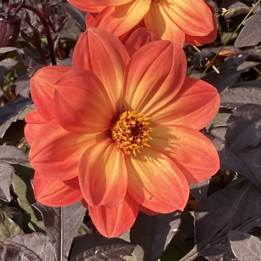 Dahlia Impression 'Dreamy Sunset' 3 stuks