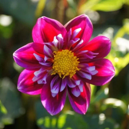 Dahlia Fantastico bloem