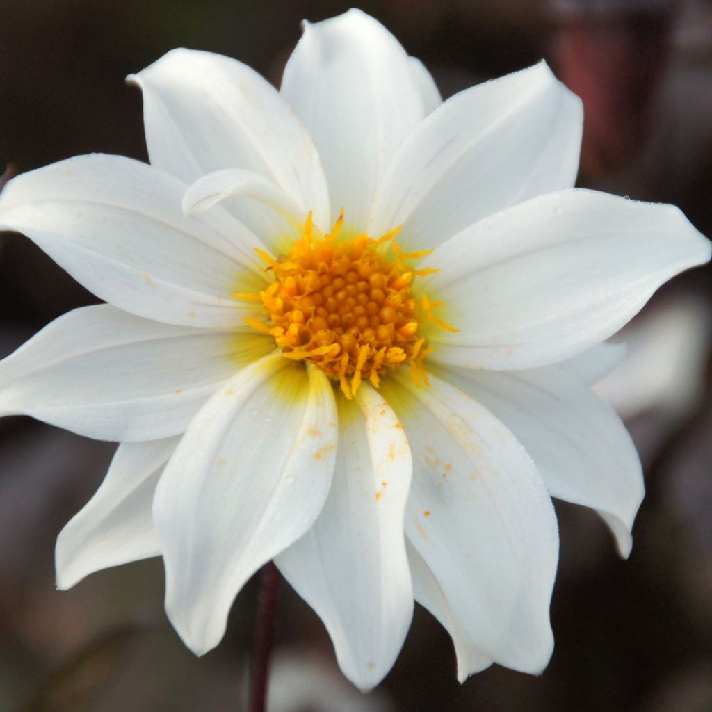 Dahlia 'Little Swan' 3 stuks