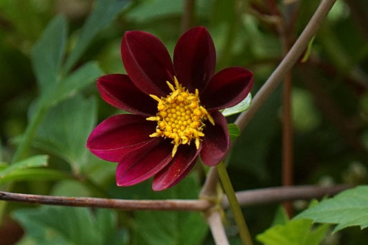 Dahlia  'Mexican Star' 3 stuks