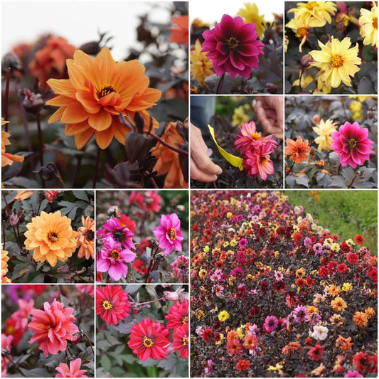 Dahlia Mystery Bijenmix - 3 stuks