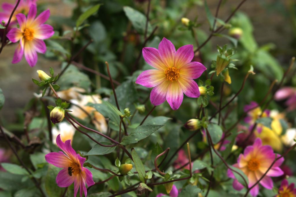 Dahlia  'Bright Eyes' 3 stuks