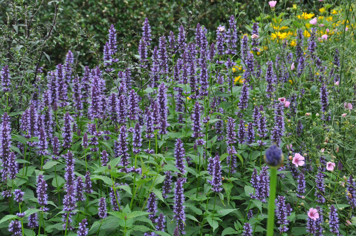 Bijvriendelijke Zomerborder – 9 Vaste Planten