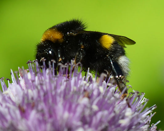 Allium senescens ‘Pink Planet’