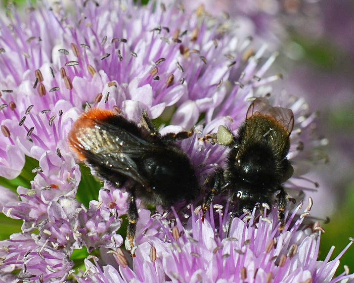 Bijvriendelijke Zomerborder – 9 Vaste Planten