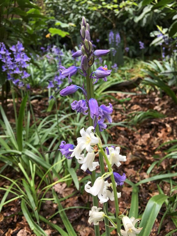 Hyacinthoides hispanica , spaanse hyacint 25 stuks,