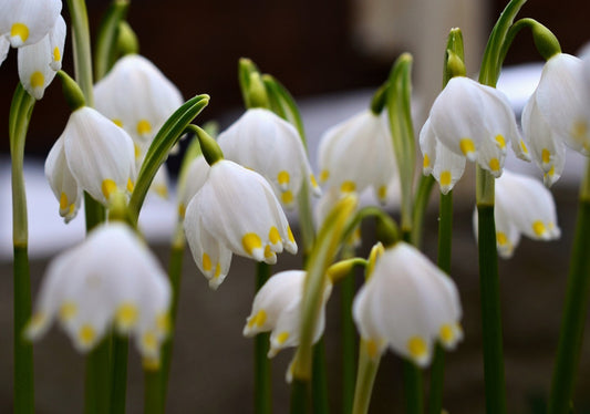 Leucojum Gravitye Giant, Zomerklokje; 5  stuks