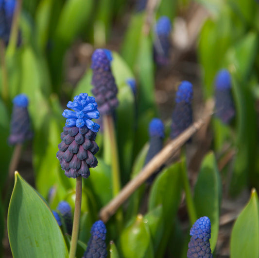 Muscari Latifolium