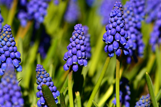 Muscari armeniacum, blauw druifje 25 stuks