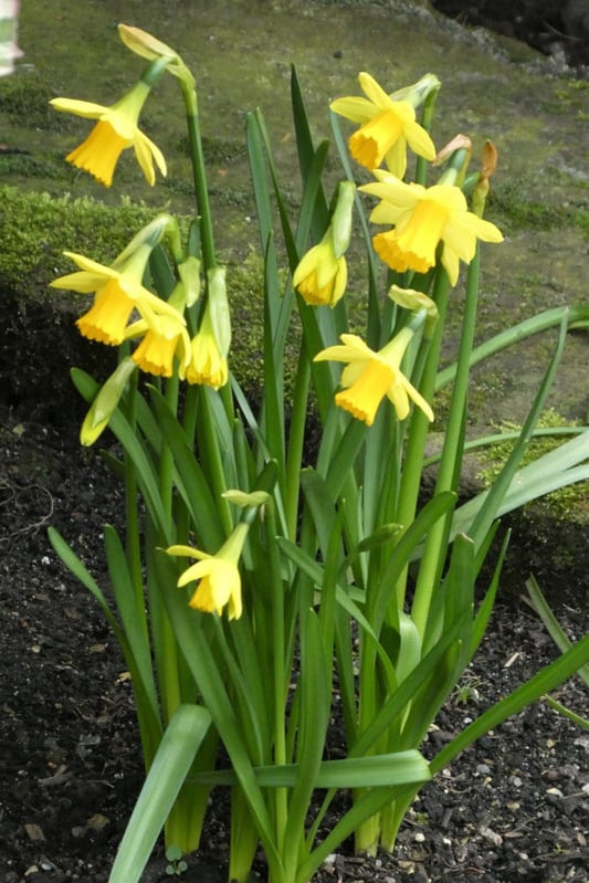 Narcis Tête à Tête 25 stuks