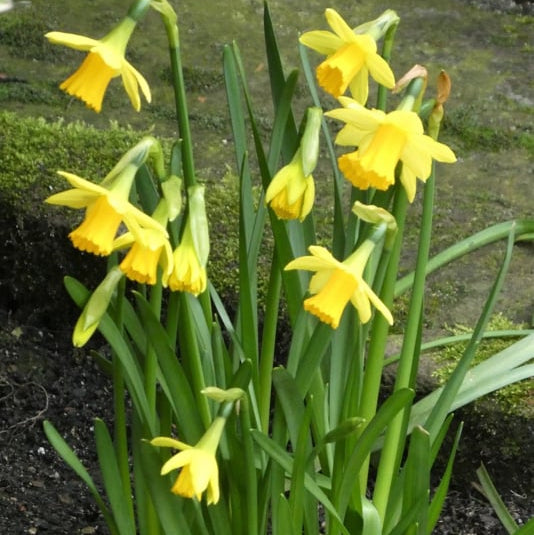 Narcis Tete a Tete 