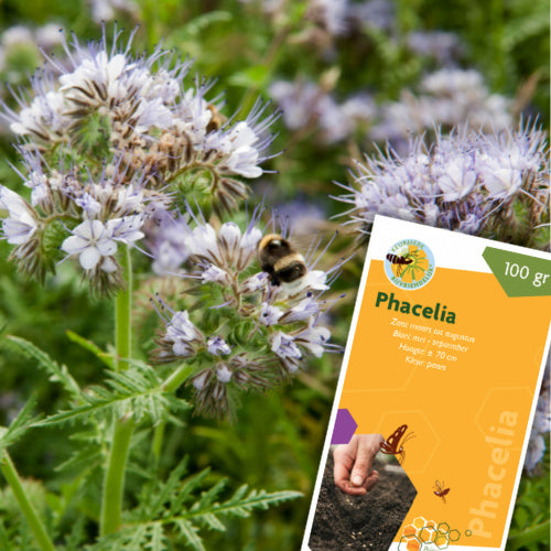 Bloemzaden, Phacelia, 100 g