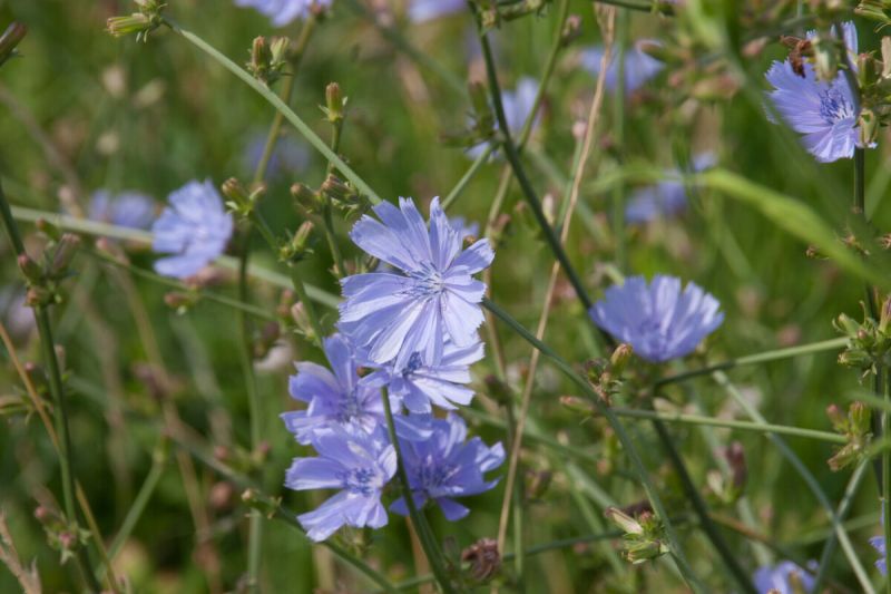 Droogtebestendig Inheems Zadenmengsel 50 gram