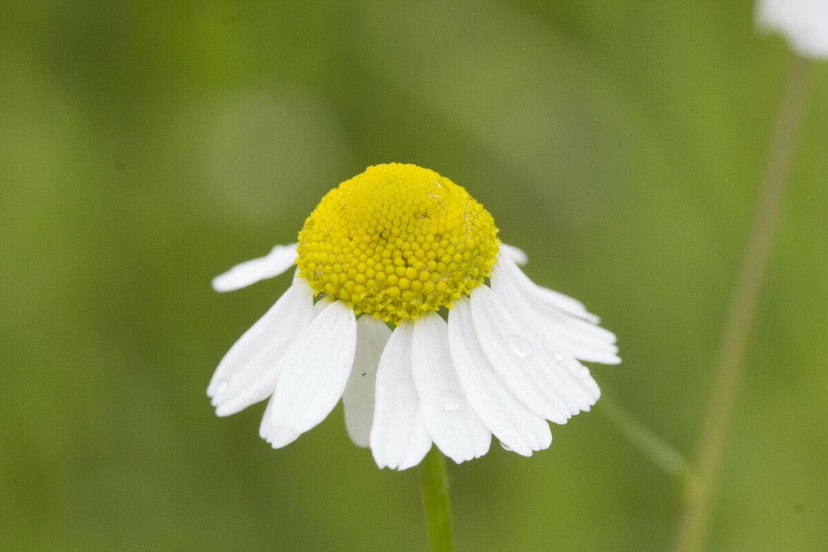 Bloemzaden, Echte kamille