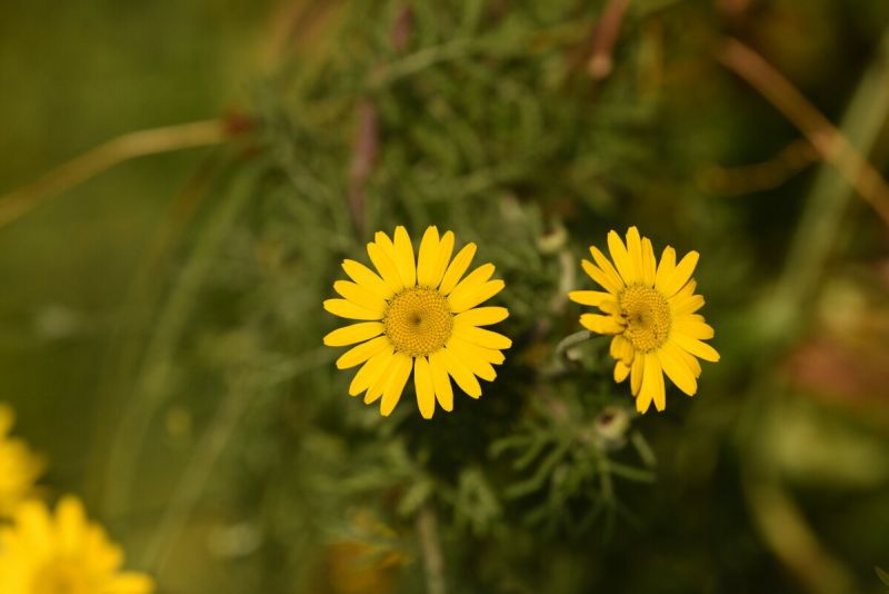 Droogtebestendig Inheems Zadenmengsel 50 gram