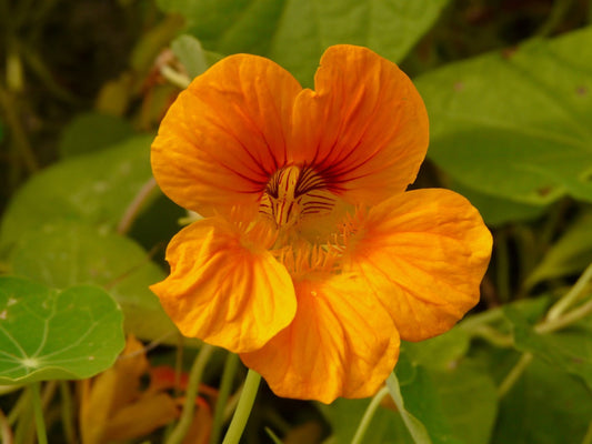 Bloemzaden, Oost-Indische kers rankend